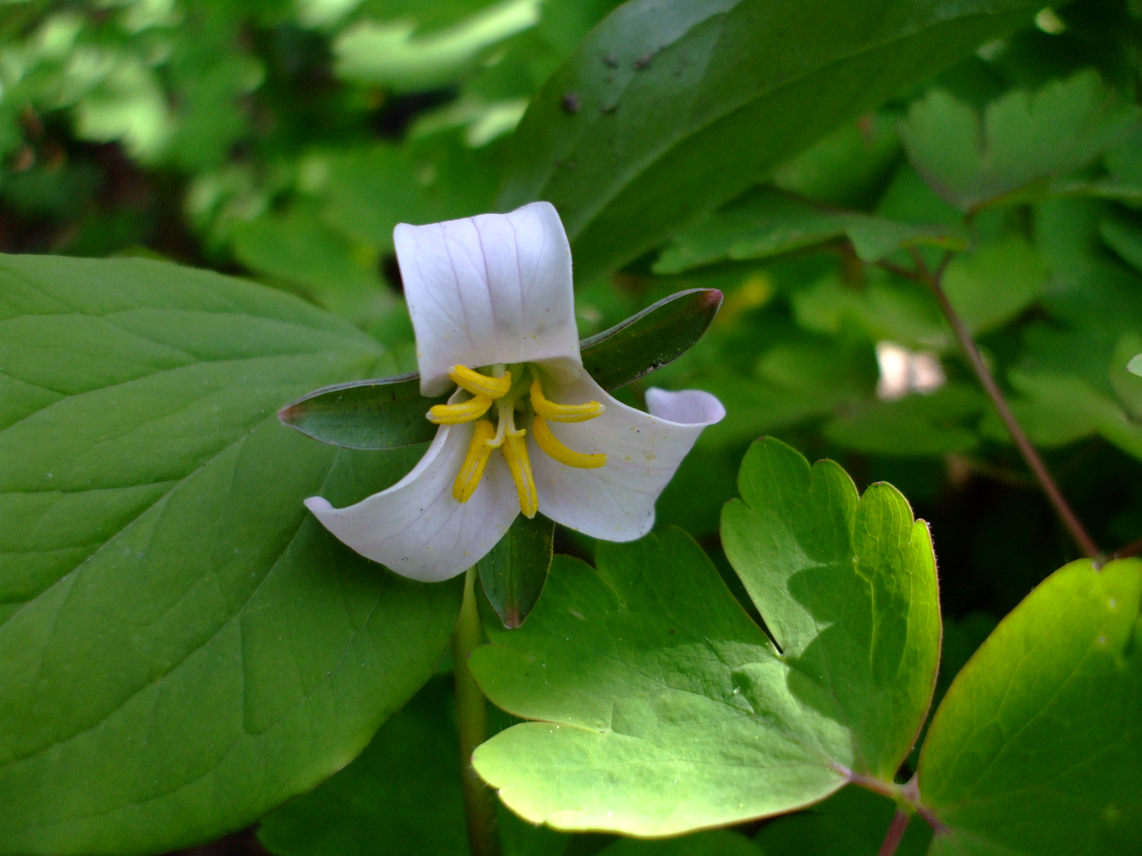 Trillium catesbaei